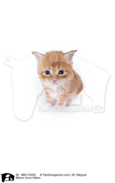 Maine Coon Ktzchen / Maine Coon Kitten / MW-13306