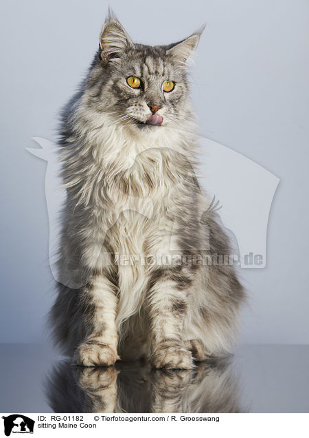 sitzende Maine Coon / sitting Maine Coon / RG-01182