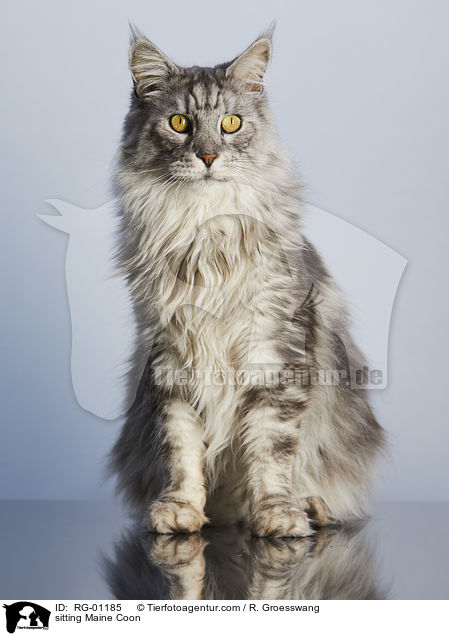 sitzende Maine Coon / sitting Maine Coon / RG-01185