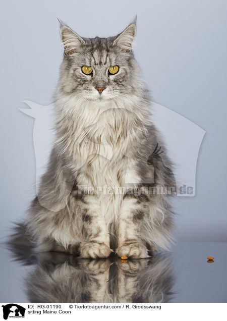 sitzende Maine Coon / sitting Maine Coon / RG-01190