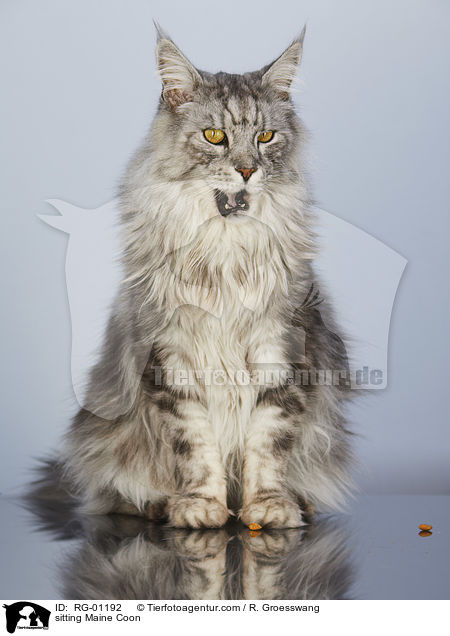 sitzende Maine Coon / sitting Maine Coon / RG-01192