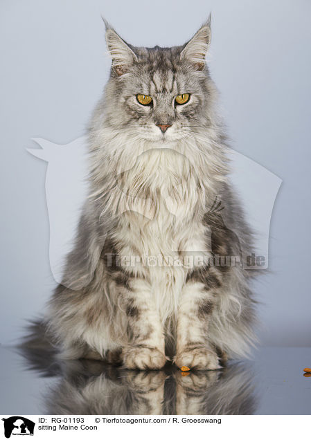 sitzende Maine Coon / sitting Maine Coon / RG-01193