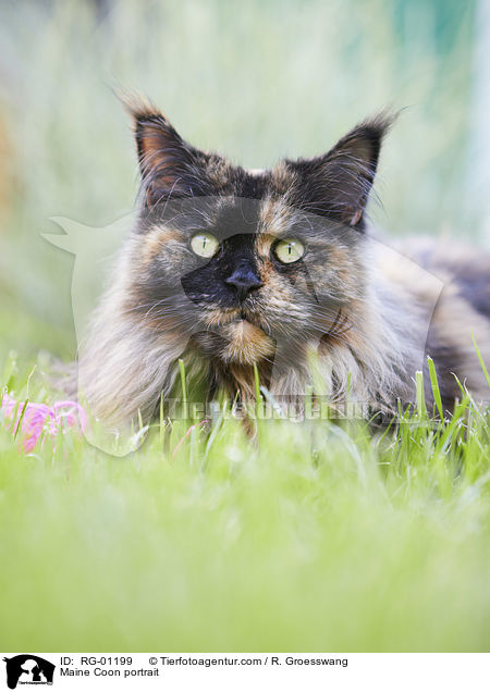 Maine Coon portrait / RG-01199