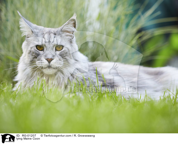 liegende Maine Coon / lying Maine Coon / RG-01207