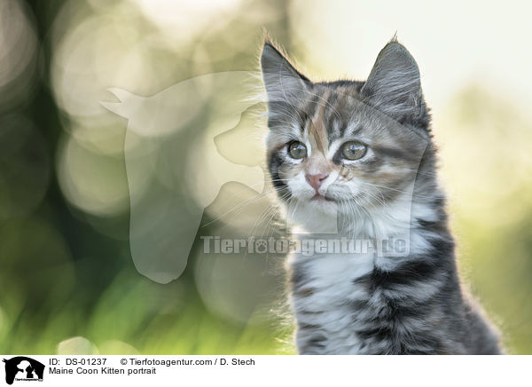 Maine Coon Ktzchen Portrait / Maine Coon Kitten portrait / DS-01237
