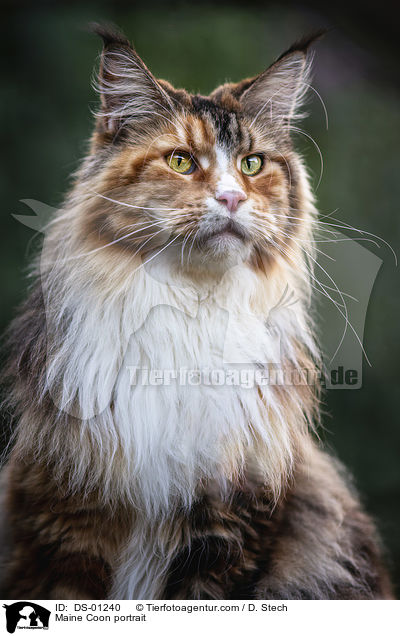 Maine Coon Portrait / Maine Coon portrait / DS-01240