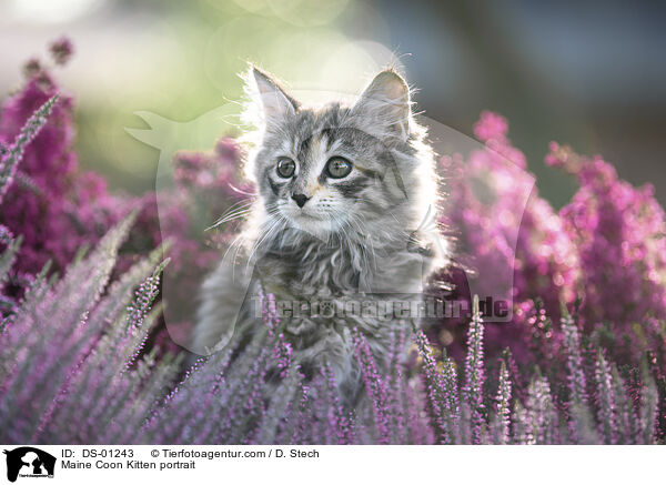 Maine Coon Ktzchen Portrait / Maine Coon Kitten portrait / DS-01243