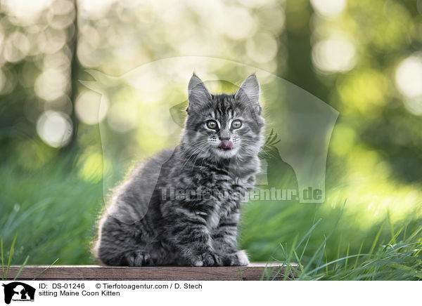 sitzendes Maine Coon Ktzchen / sitting Maine Coon Kitten / DS-01246