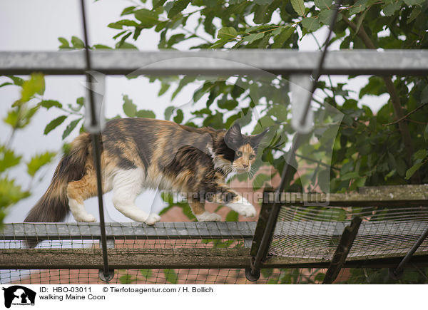 laufende Maine Coon / walking Maine Coon / HBO-03011