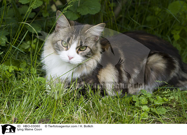 liegende Maine Coon / lying Maine Coon / HBO-03060