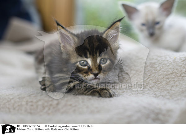 Maine Coon Kitten with Balinese Cat Kitten / HBO-03074