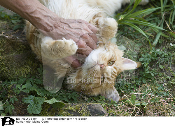 Mensch mit Maine Coon / human with Maine Coon / HBO-03164