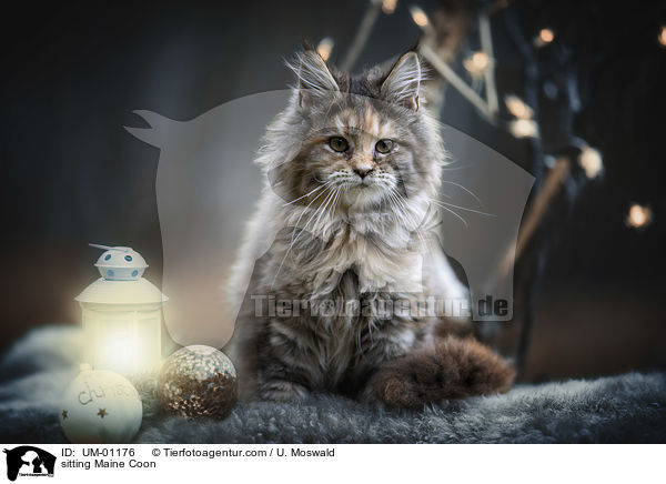 sitzende Maine Coon / sitting Maine Coon / UM-01176