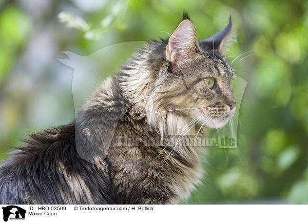 Maine Coon / Maine Coon / HBO-03509