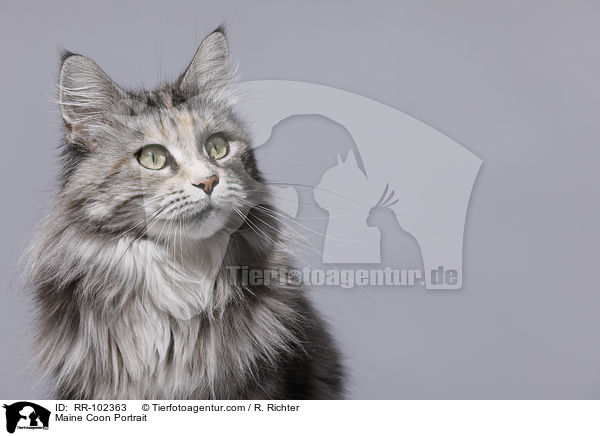 Maine Coon Portrait / Maine Coon Portrait / RR-102363