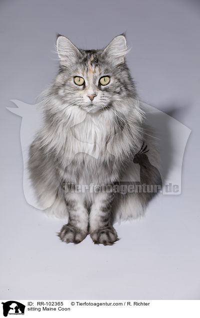 sitzende Maine Coon / sitting Maine Coon / RR-102365