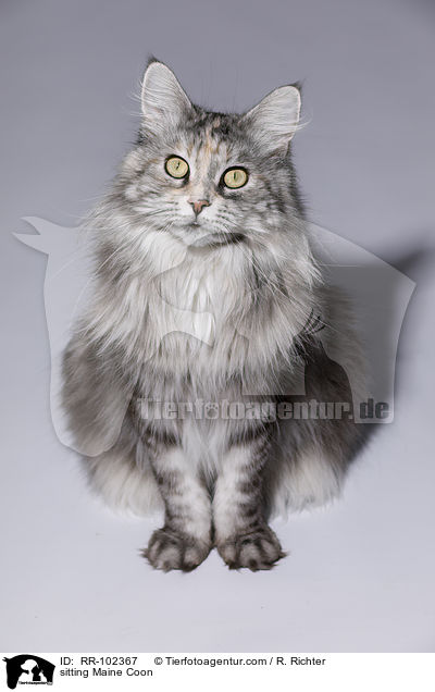 sitzende Maine Coon / sitting Maine Coon / RR-102367