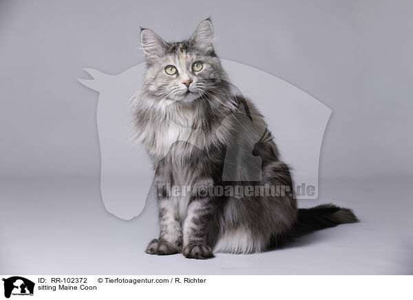 sitting Maine Coon / RR-102372