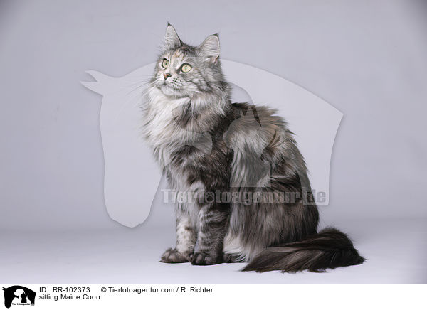 sitzende Maine Coon / sitting Maine Coon / RR-102373
