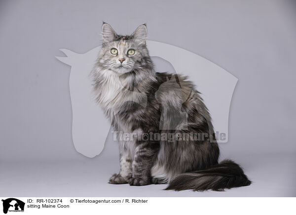 sitting Maine Coon / RR-102374