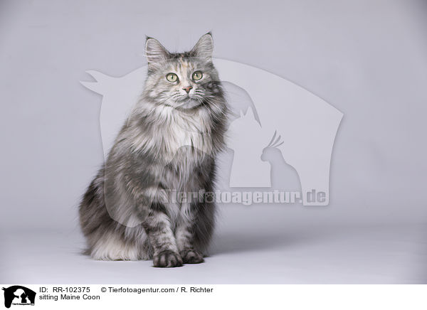 sitzende Maine Coon / sitting Maine Coon / RR-102375