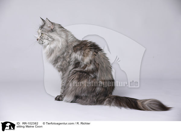sitzende Maine Coon / sitting Maine Coon / RR-102382