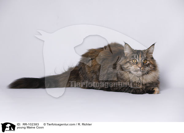 junge Maine Coon / young Maine Coon / RR-102383