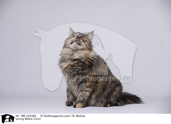 junge Maine Coon / young Maine Coon / RR-102385