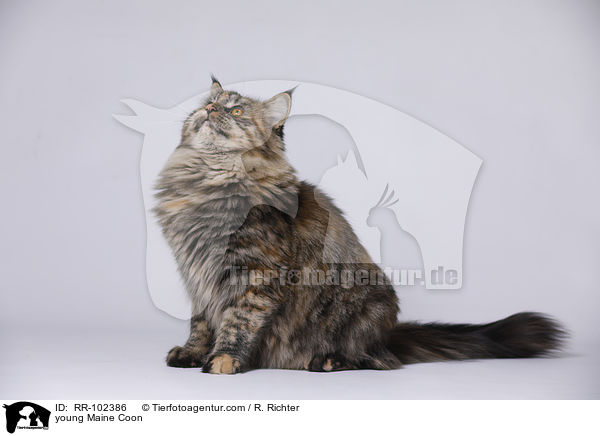 junge Maine Coon / young Maine Coon / RR-102386