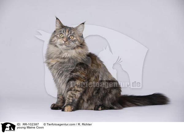 junge Maine Coon / young Maine Coon / RR-102387