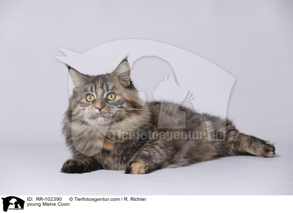 junge Maine Coon / young Maine Coon / RR-102390