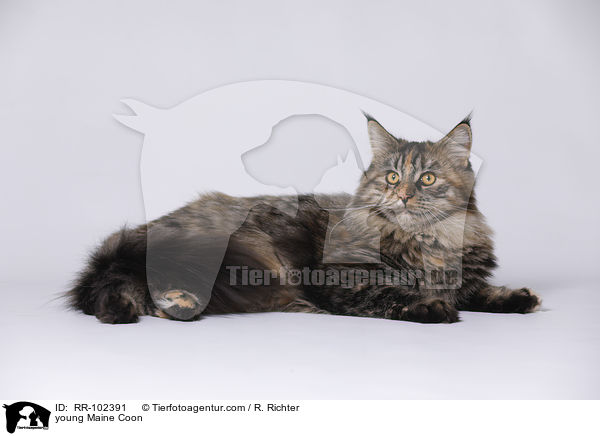 junge Maine Coon / young Maine Coon / RR-102391