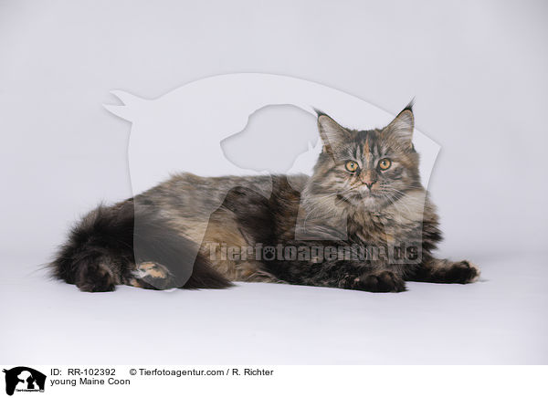 junge Maine Coon / young Maine Coon / RR-102392