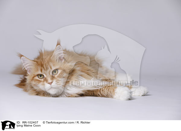 liegende Maine Coon / lying Maine Coon / RR-102407