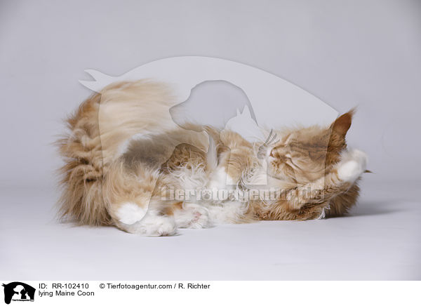 liegende Maine Coon / lying Maine Coon / RR-102410