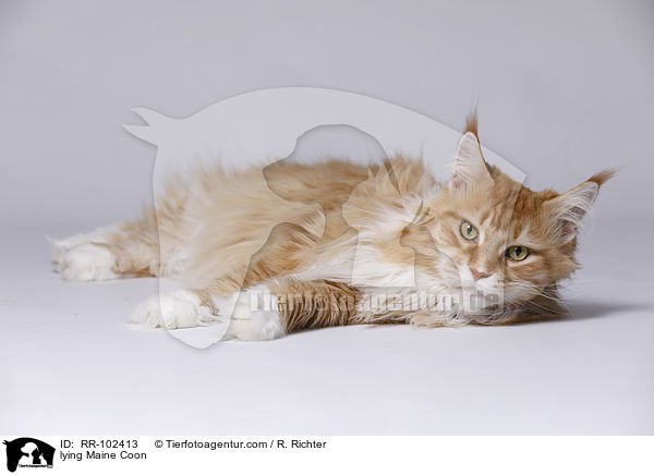liegende Maine Coon / lying Maine Coon / RR-102413