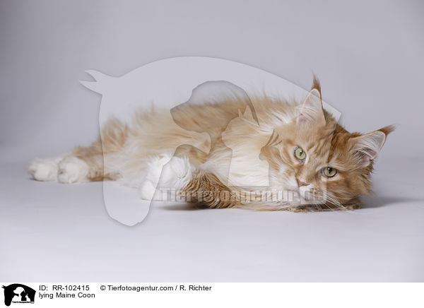liegende Maine Coon / lying Maine Coon / RR-102415