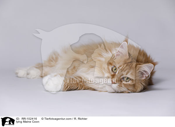 lying Maine Coon / RR-102416