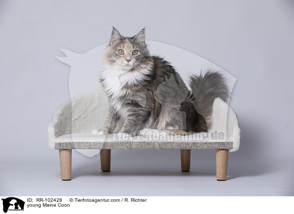 junge Maine Coon / young Maine Coon / RR-102428