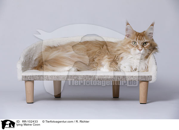 liegende Maine Coon / lying Maine Coon / RR-102433