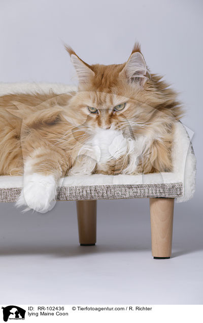 liegende Maine Coon / lying Maine Coon / RR-102436
