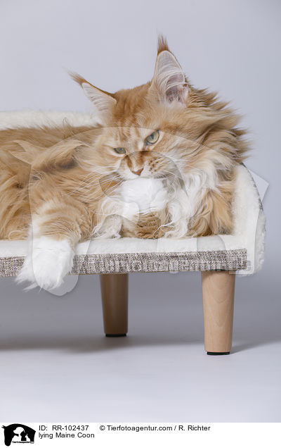 liegende Maine Coon / lying Maine Coon / RR-102437