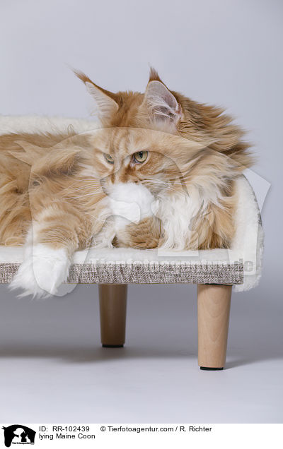 liegende Maine Coon / lying Maine Coon / RR-102439