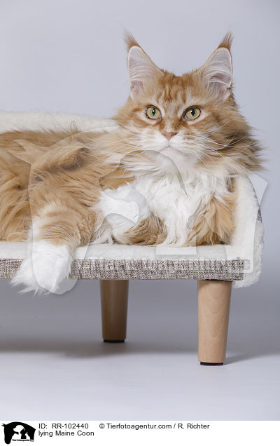 liegende Maine Coon / lying Maine Coon / RR-102440