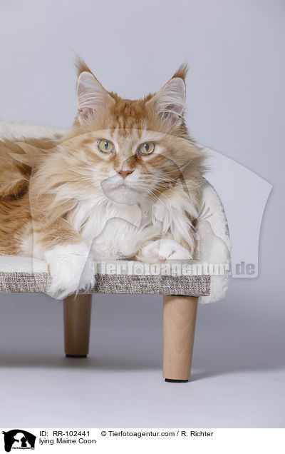 liegende Maine Coon / lying Maine Coon / RR-102441