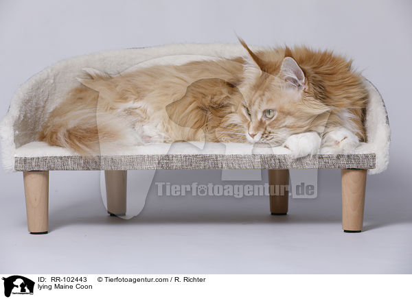 liegende Maine Coon / lying Maine Coon / RR-102443