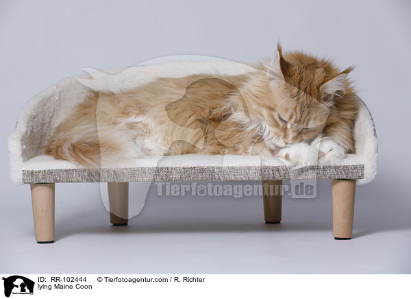 liegende Maine Coon / lying Maine Coon / RR-102444