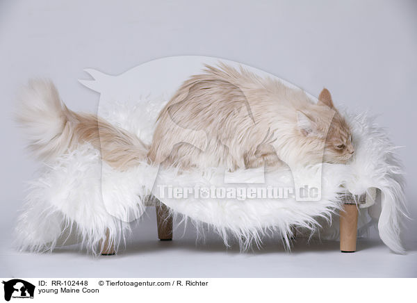 junge Maine Coon / young Maine Coon / RR-102448