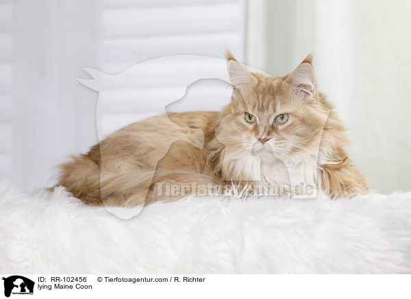 liegende Maine Coon / lying Maine Coon / RR-102456