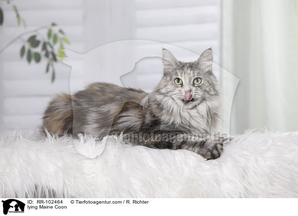 liegende Maine Coon / lying Maine Coon / RR-102464